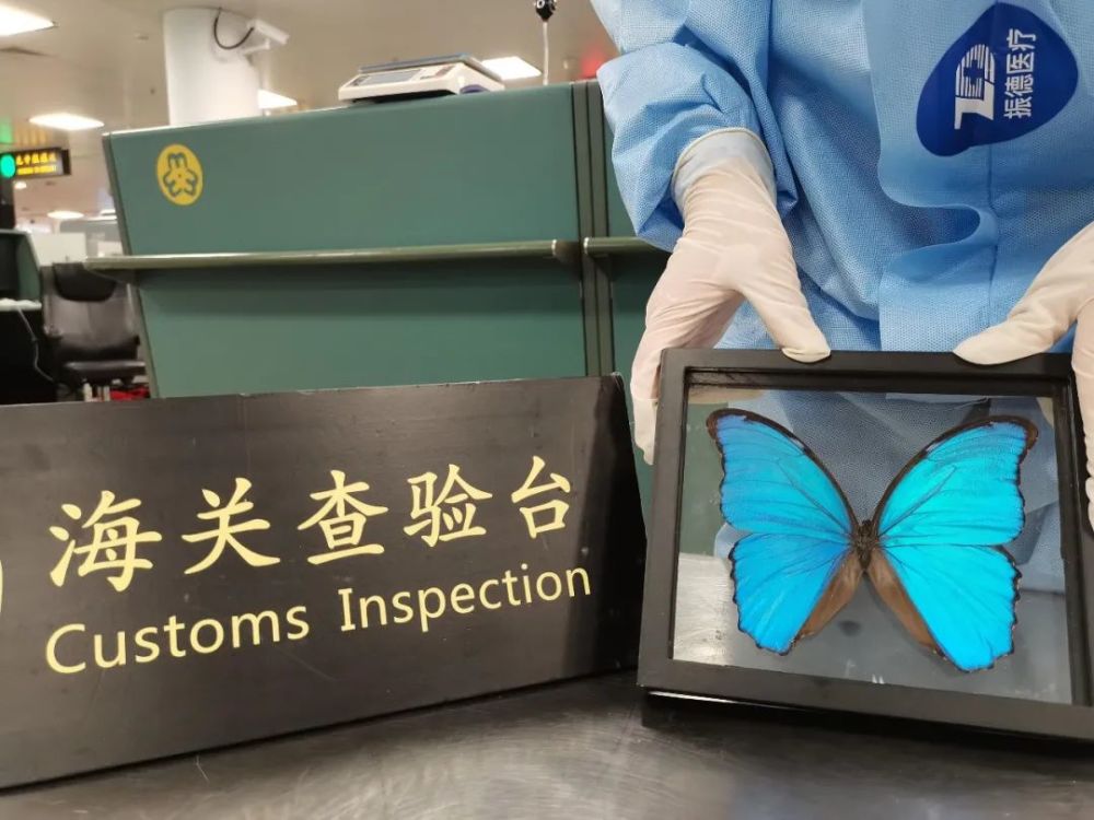 大蓝闪蝶 现身国门 腾讯新闻