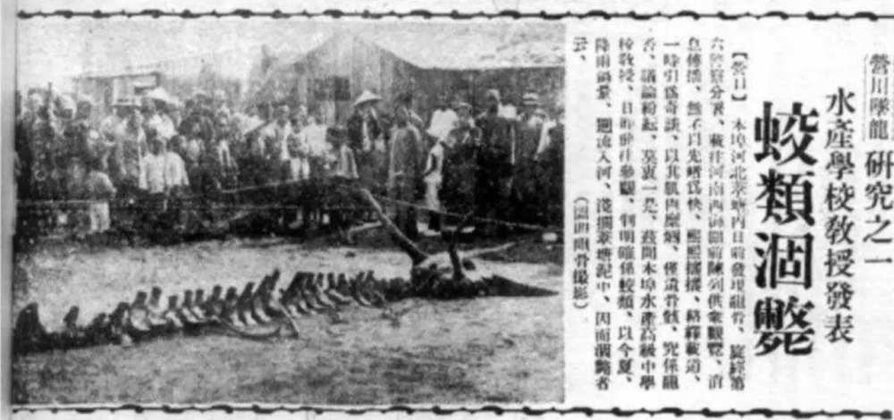 地球|龙到底存不存在？科学家已经发现，地球上存在“与龙相似”的生物