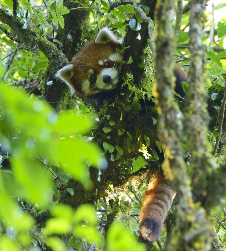 小型的树栖哺乳动物小熊猫除了小熊猫以外,高黎贡山上布设的红外相机