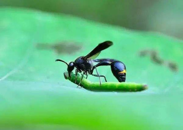 老话"螟蛉之子"错得离谱,为什么还被沿用3000年?有两个原因