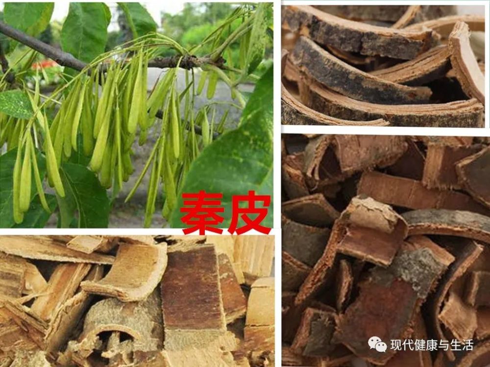 中医中药,秦皮的功效及应用