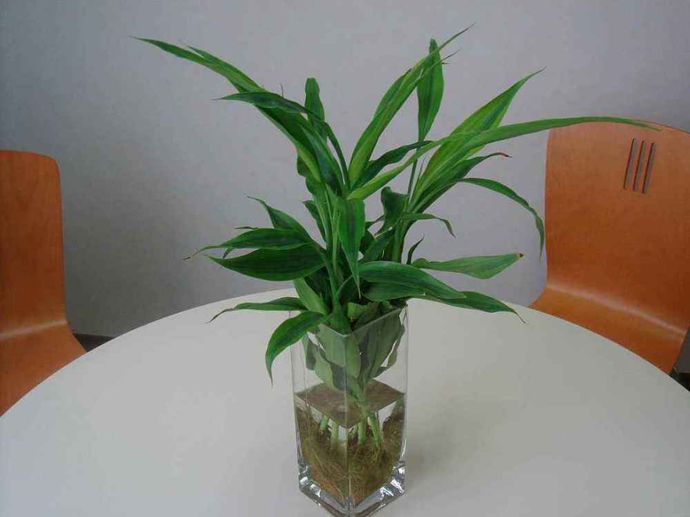 氮肥|秋天施肥多用氮肥，这3种绿植长得更壮，枝条全是新叶子