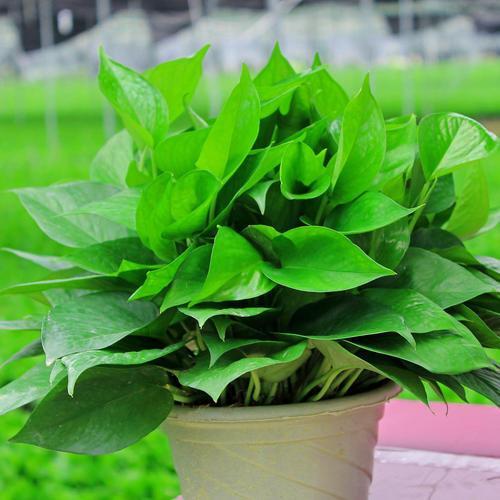 氮肥|秋天施肥多用氮肥，这3种绿植长得更壮，枝条全是新叶子