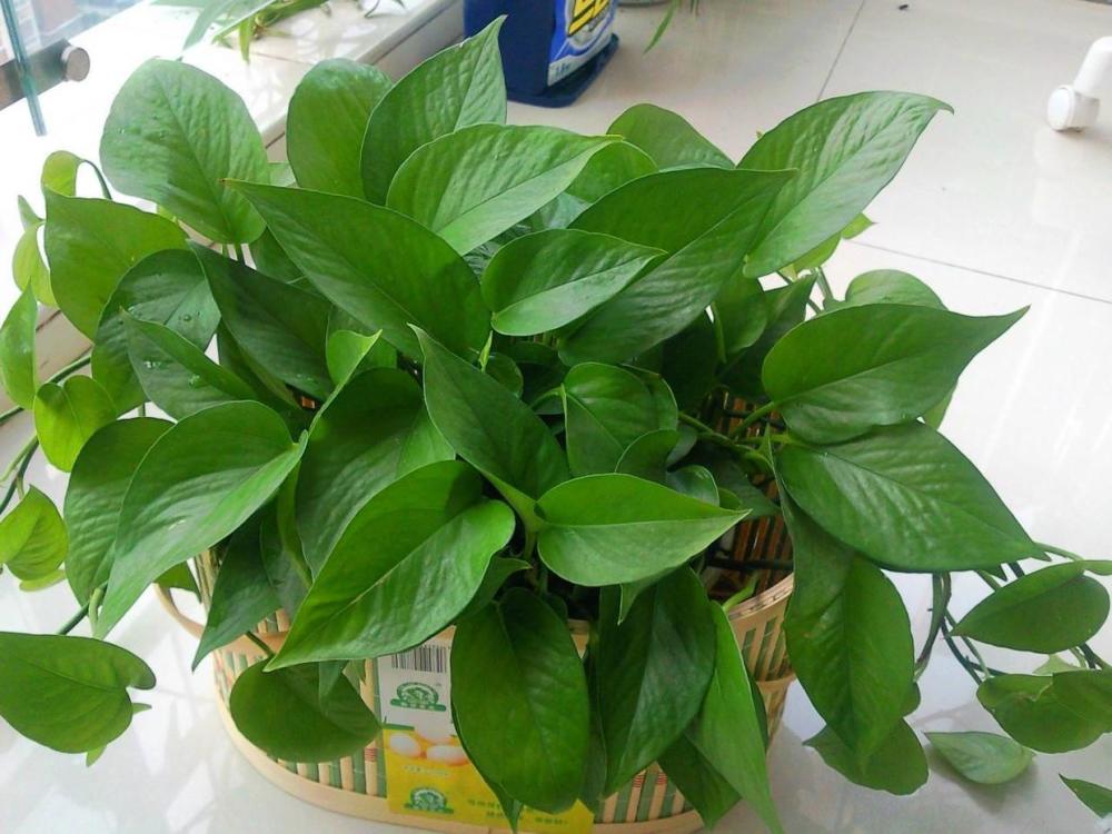 氮肥|秋天施肥多用氮肥，这3种绿植长得更壮，枝条全是新叶子