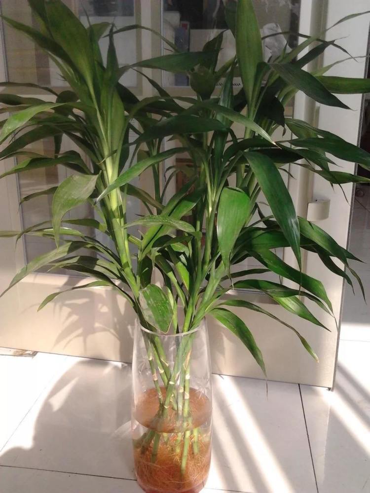 氮肥|秋天施肥多用氮肥，这3种绿植长得更壮，枝条全是新叶子