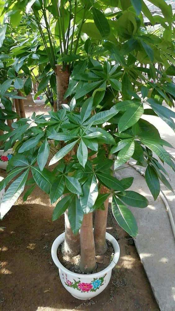 氮肥|秋天施肥多用氮肥，这3种绿植长得更壮，枝条全是新叶子