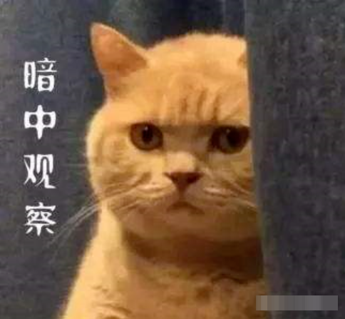 金晨|金晨没成团是和节目组谈崩了？