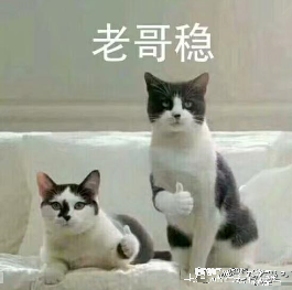 金晨|金晨没成团是和节目组谈崩了？