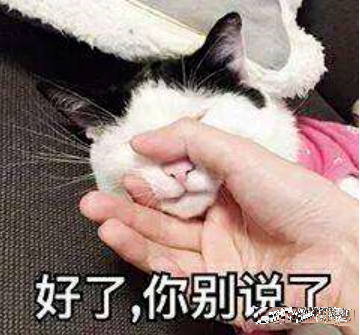 金晨|金晨没成团是和节目组谈崩了？