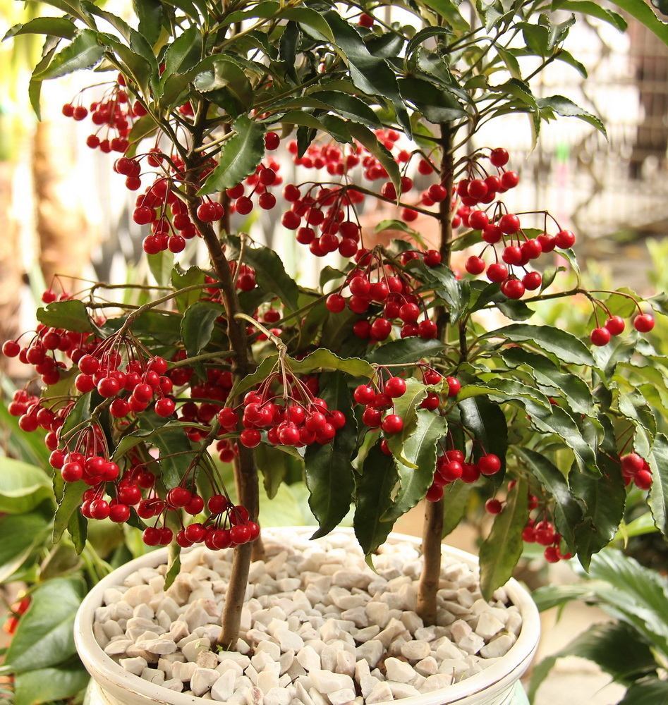 黄金万两也叫富贵籽,寓意好深受欢迎,如何养护黄金万两?