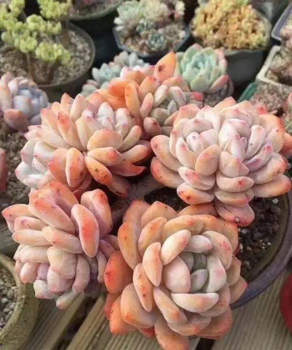 养多肉必备营养土 6种土 多肉常用 了解作用以及使用方式 营养土 赤玉土 麦饭石 多肉 泥炭土