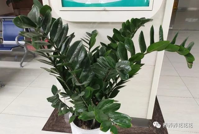 金钱树|金钱树最爱喝2种“肥水”，定期喂几次，一直冒笋芽，叶子不发黄