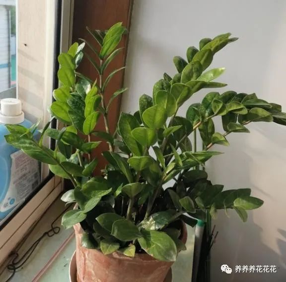 金钱树|金钱树最爱喝2种“肥水”，定期喂几次，一直冒笋芽，叶子不发黄