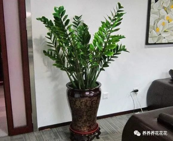 金钱树|金钱树最爱喝2种“肥水”，定期喂几次，一直冒笋芽，叶子不发黄