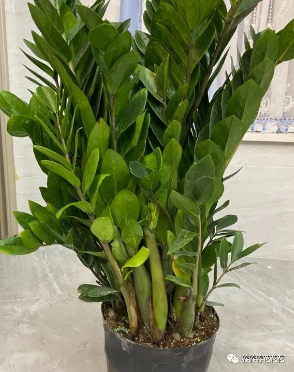 金钱树|金钱树最爱喝2种“肥水”，定期喂几次，一直冒笋芽，叶子不发黄