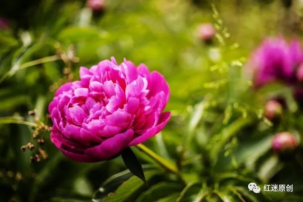 歌词 牡丹四季歌 赏析作者 强帅作词 申卫东 牡丹花 强帅 百花 申卫东 牡丹四季歌