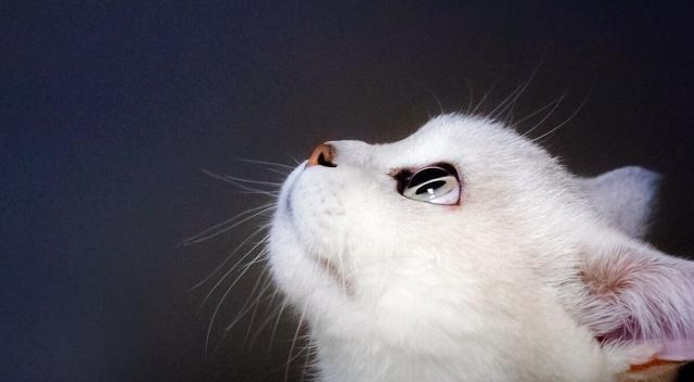 玉尺宵飞练基因缺陷却换来蓝色宝石白猫是折翼的天使