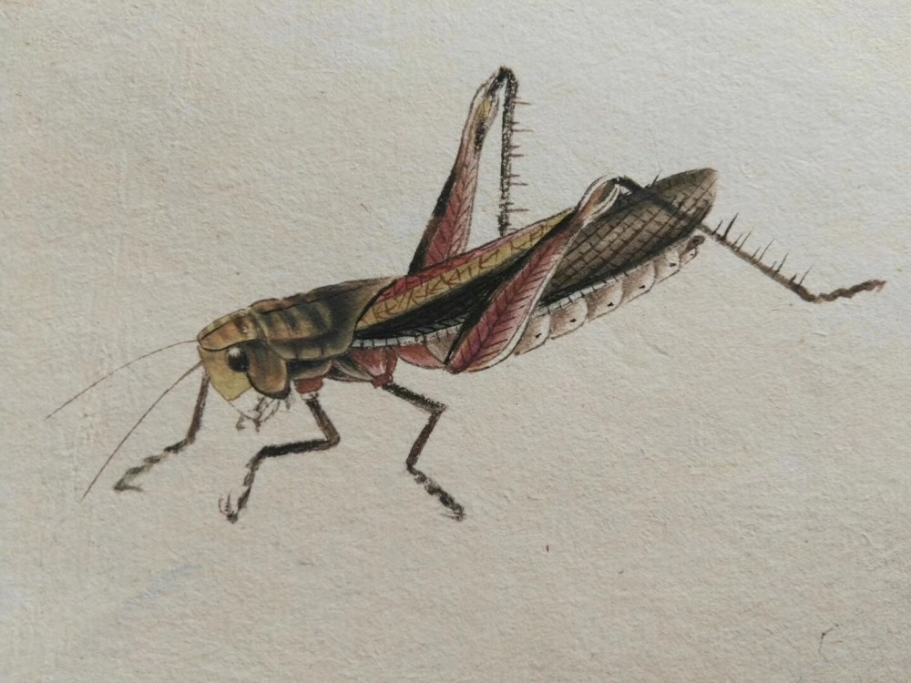 齐白石工虫技法嫡系真传弟子 当今齐派工笔草虫第一人 汤发周画展开幕 腾讯新闻