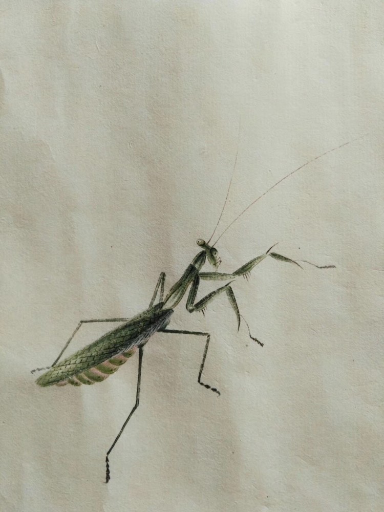 齐白石工虫技法嫡系真传弟子 当今齐派工笔草虫第一人 汤发周画展开幕 腾讯新闻