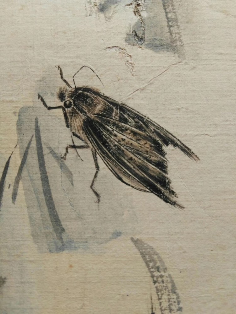 齐白石工虫技法嫡系真传弟子 当今齐派工笔草虫第一人 汤发周画展开幕 腾讯新闻