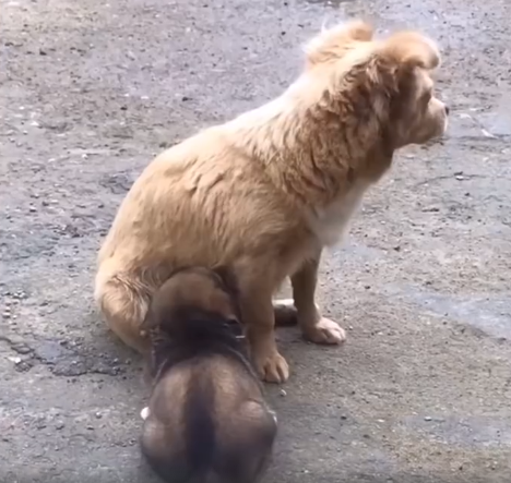 流浪狗妈妈叼着宝宝上门求收养,最后结局让人感动