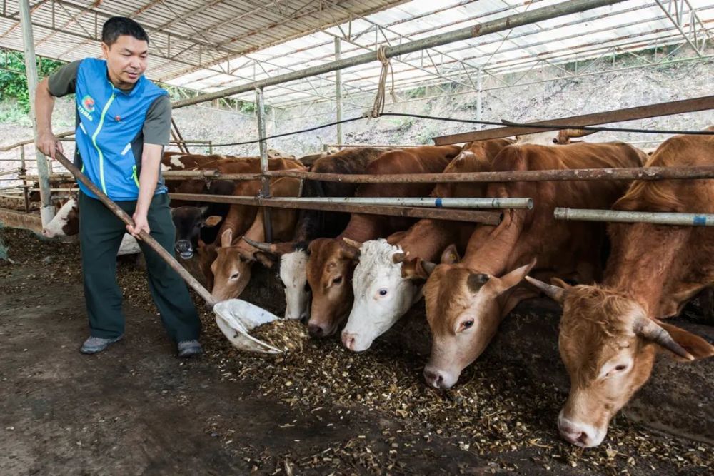 在村养牛场干活.