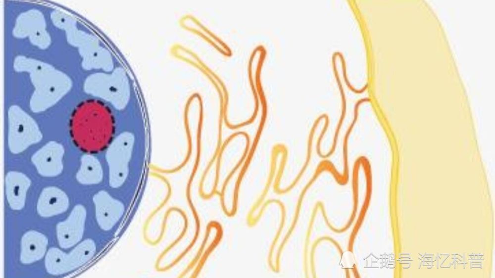 大脑|麻醉剂起作用时，从科学角度讲：你的大脑处于短暂死亡状态！