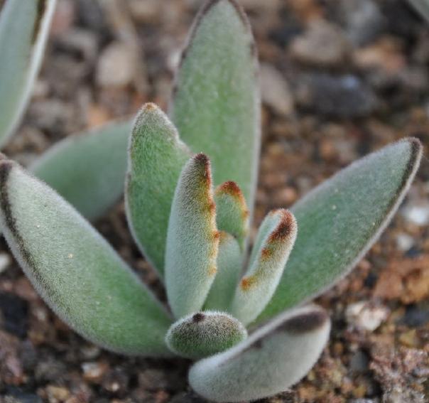 外形酷似兔耳的千兔耳多肉,好看又好养,盆栽显得很蠢萌