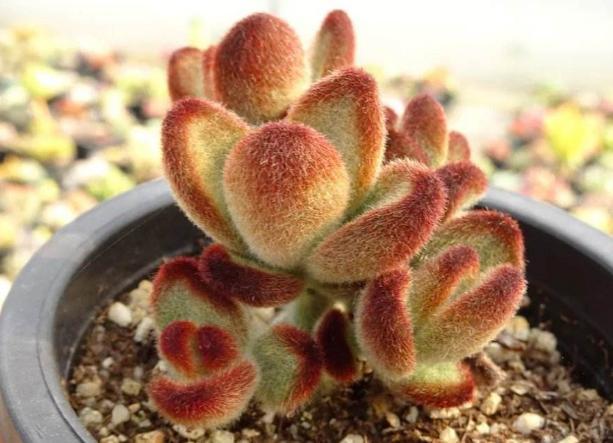 外形酷似兔耳的千兔耳多肉,好看又好养,盆栽显得很蠢萌