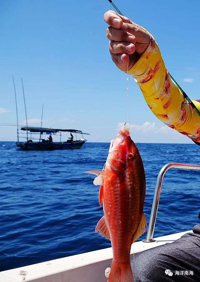 诗与远方的碧海上,被传奇导钓员勾引钓上了深海鱼