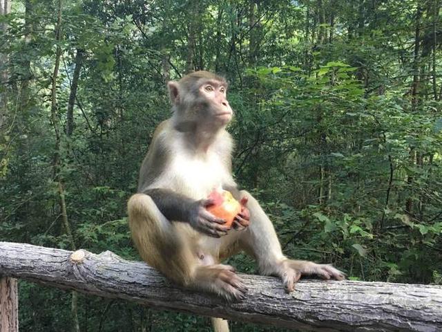 武侠小说|主角是少女的冷门武侠小说，文笔细腻到位，展现少女的成长心路