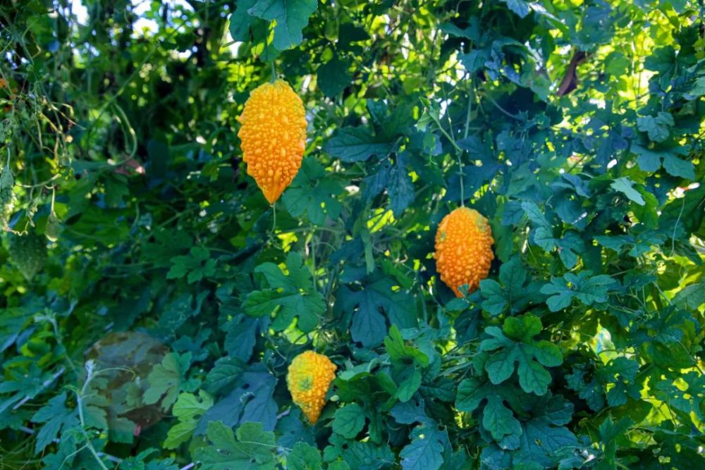 亦俗亦雅癞葡萄