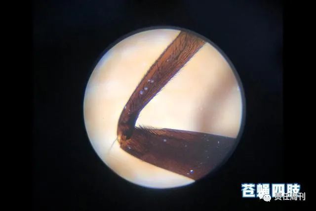 落在地面的苍蝇腿,汗毛都清晰可见