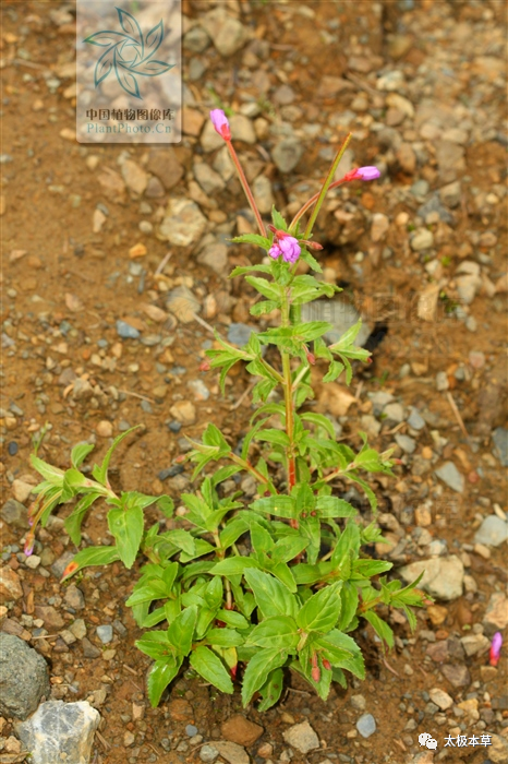 分布于四川,云南,西藏等地 别名怀胎草,山柳叶菜,无风自动草