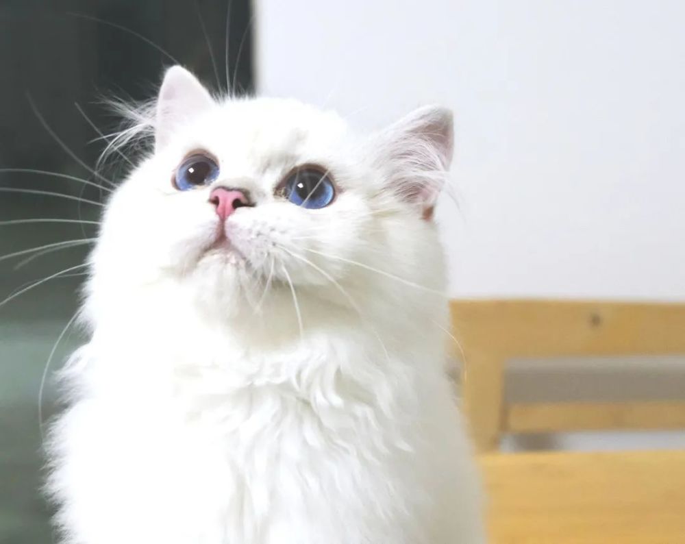 家里的猫咪是个掉毛怪 怎么办 腾讯新闻