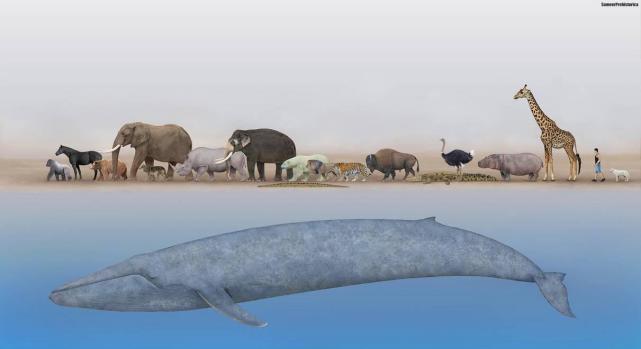 稀有巨型蓝鲸现身悉尼海岸,百年来这是第三回,摄影师自比中大奖