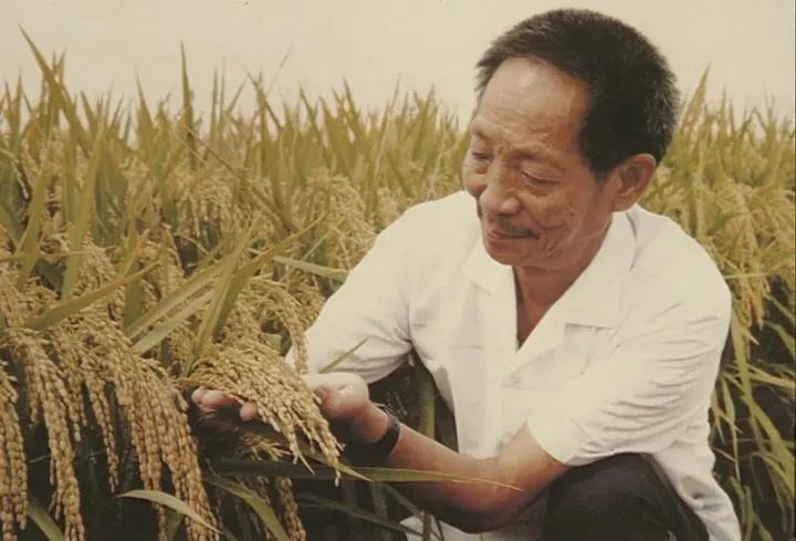 袁隆平|90岁袁隆平：你们吃饱了，我也变老了