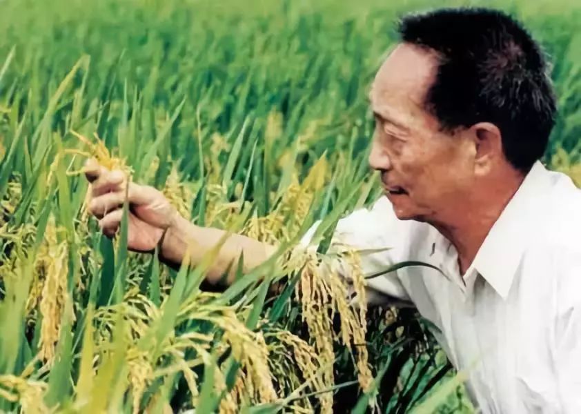 袁隆平|90岁袁隆平：你们吃饱了，我也变老了