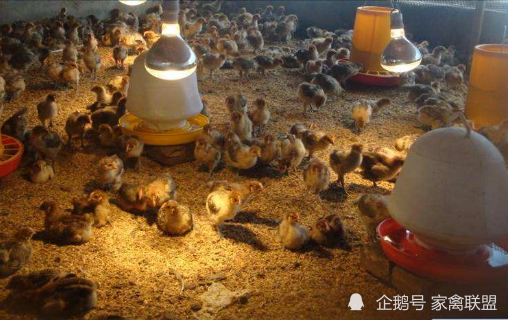 雏禽|人工驱散扎堆的鸡鸭鹅苗有3大害处，还不如不驱