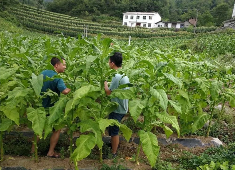烤烟|巫山红椿：2000亩烤烟开烤，“金叶子”照亮致富路！