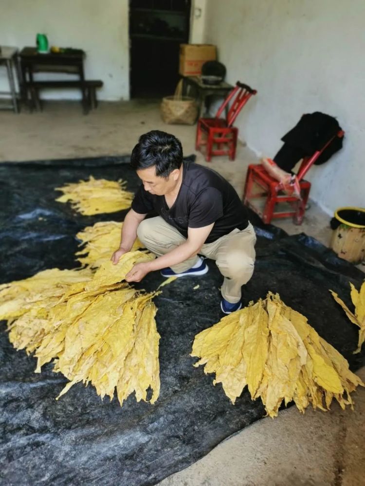 烤烟|巫山红椿：2000亩烤烟开烤，“金叶子”照亮致富路！