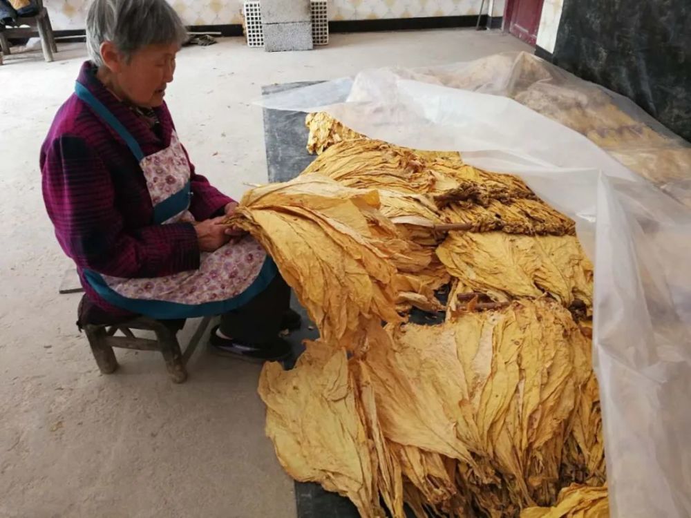 烤烟|巫山红椿：2000亩烤烟开烤，“金叶子”照亮致富路！