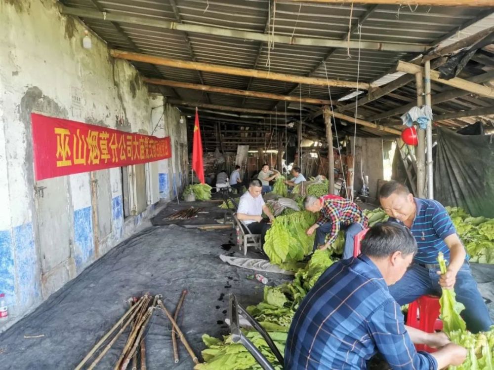 烤烟|巫山红椿：2000亩烤烟开烤，“金叶子”照亮致富路！