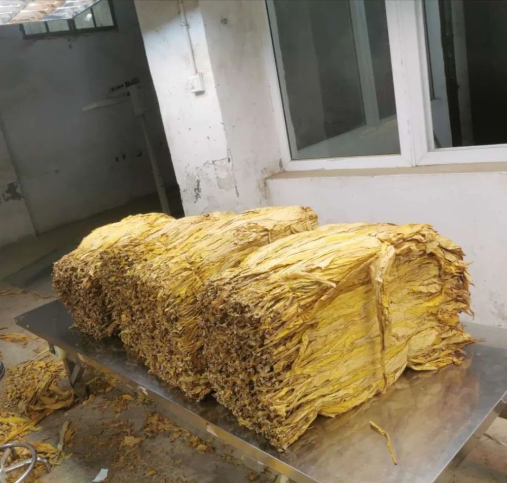 烤烟|巫山红椿：2000亩烤烟开烤，“金叶子”照亮致富路！