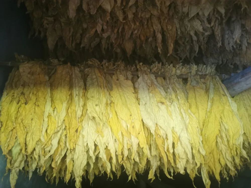 烤烟|巫山红椿：2000亩烤烟开烤，“金叶子”照亮致富路！