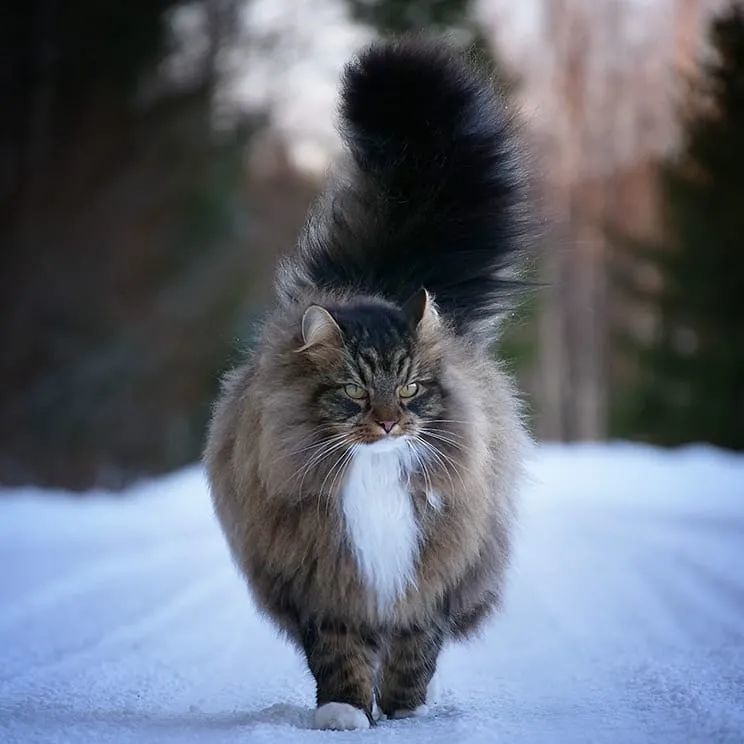 挪威森林猫,一种走路带风的猫!