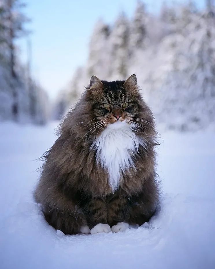 挪威森林猫,一种走路带风的猫!