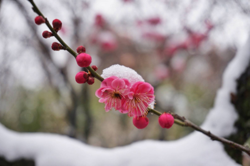 刘克庄|因一首诗招来10年祸事！刘克庄这首咏梅诗，无一梅字却句句不离梅