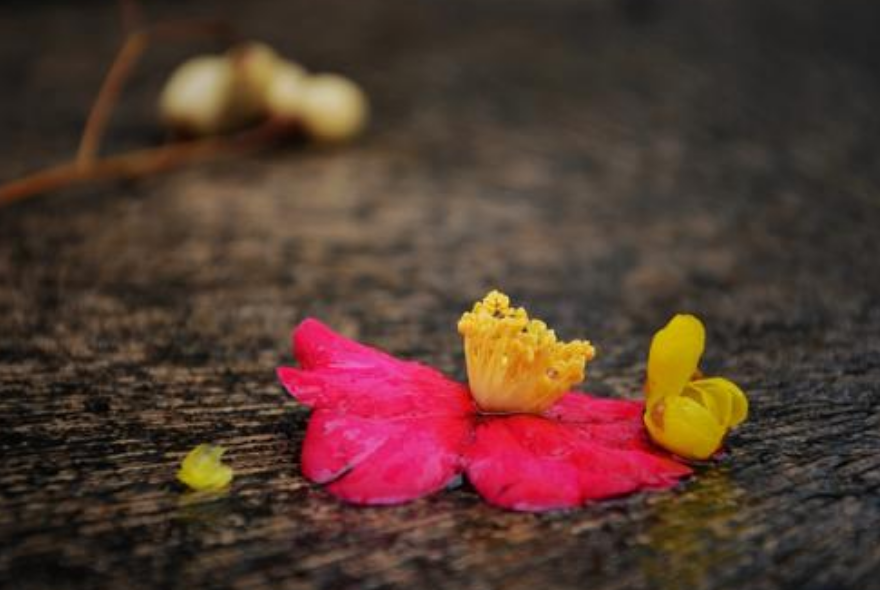 刘克庄|因一首诗招来10年祸事！刘克庄这首咏梅诗，无一梅字却句句不离梅