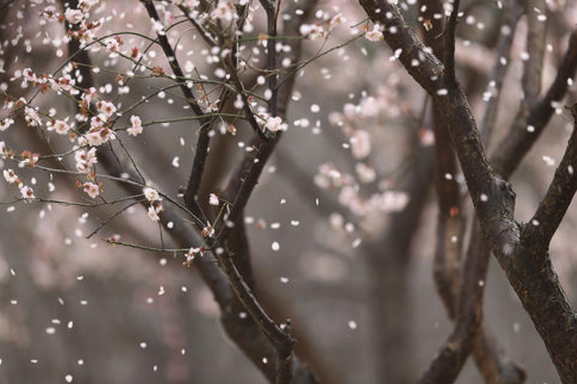 刘克庄|因一首诗招来10年祸事！刘克庄这首咏梅诗，无一梅字却句句不离梅